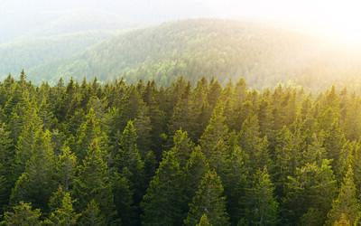 How the 纸 Industry Champions Sustainable Forestry